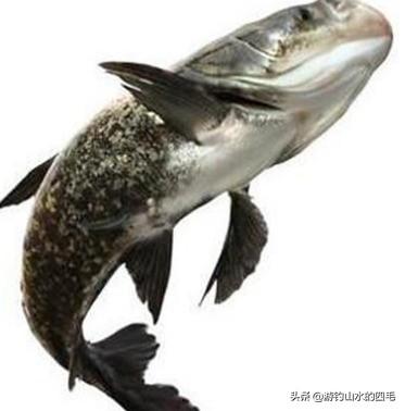 釣大頭魚和鰱鳙怎么配餌料？